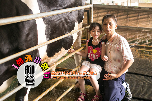 【生活。台南】柳營果毅後社區採菇菇，自製草菇料理。來去乳牛的家與小動物玩樂