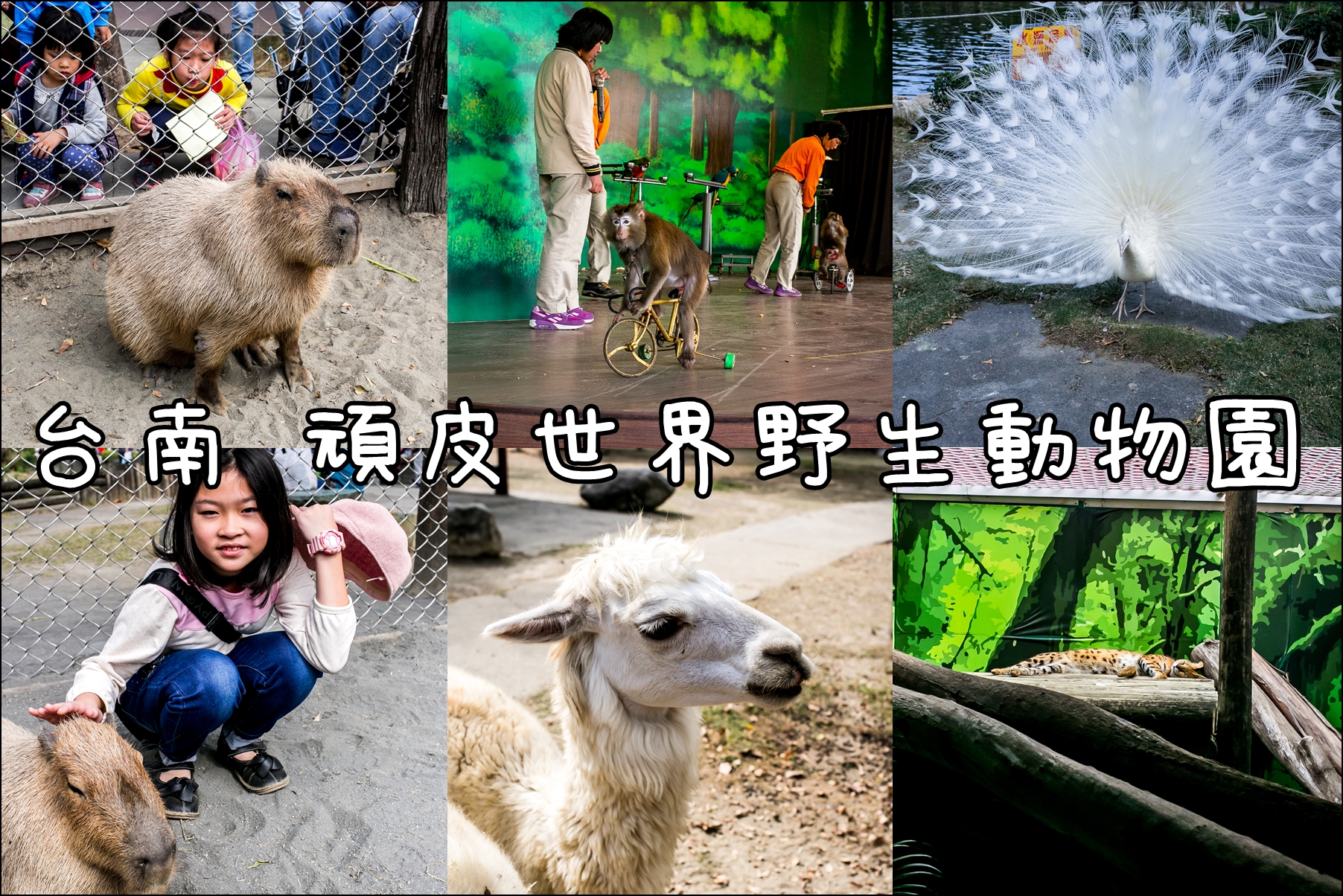 台南．親子一日遊．南台灣最大的野生動物園．頑皮世界野生動物園．超近距離餵食呆萌水豚．大小朋友玩得不亦樂乎